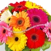 Радужные мечты (Акция) - букет из разноцветных гербер 2